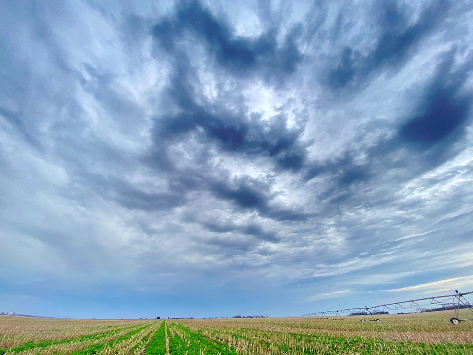 FILE PHOTO: A cover crop of tiller radishes is seen in a corn field in Butler County, Nebraska, U.S. April 6, 2021. Lukas Fricke/Handout via REUTERS/File Photo