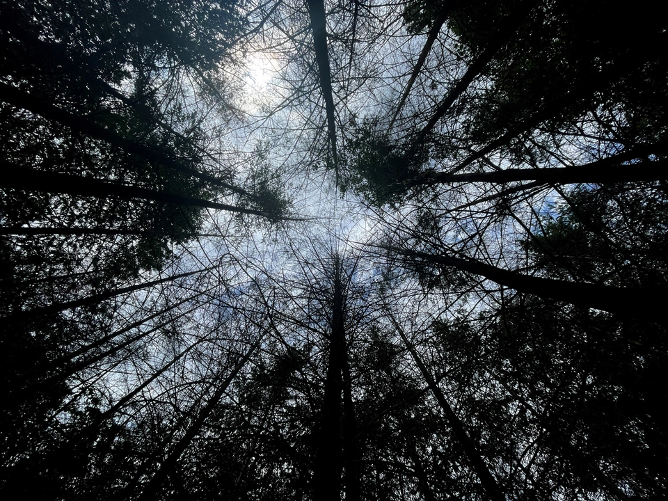 A picture shows dried out trees in a forest near Reiskirchen, Germany, July 7, 2023.  REUTERS/Timm Reichert/File Photo