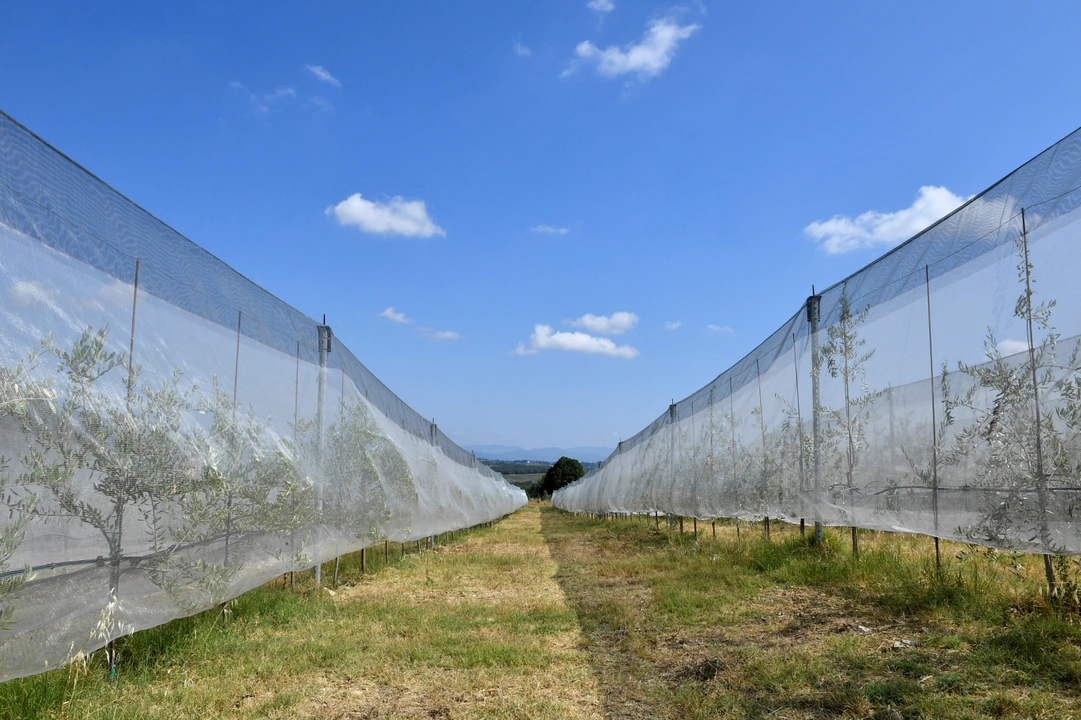 FILE PHOTO: General view of an olive tree farm irrigated with a drip water system, as Tuscany's famed wine and olive oil industry suffers from a heatwave and drought, in Greve in Chianti, Italy, July 29, 2022. REUTERS/Jennifer Lorenzini/File Photo