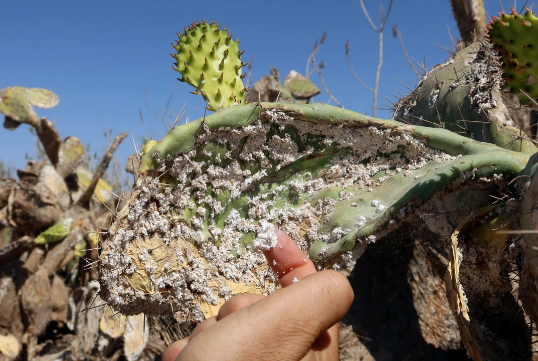 A Tunisian expert in agriculture policies, Faouzi Zayani, inspects a prickly pear plantation infested with cochineal insects, in Sfax, Tunisia  July 19, 2024. REUTERS/Jihed Abidellaoui