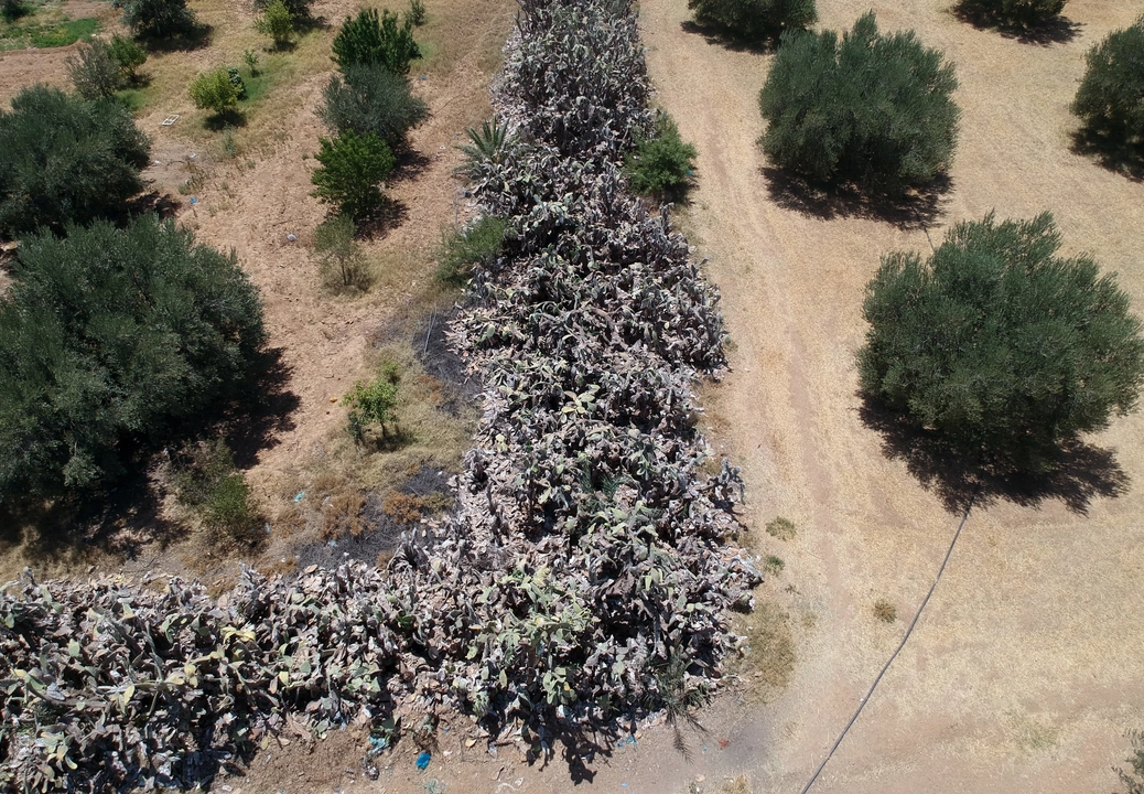 A drone view shows a dying prickly pear plantation inside a farm in Kairouan, Tunisia July 19, 2024. REUTERS/Jihed Abidellaoui