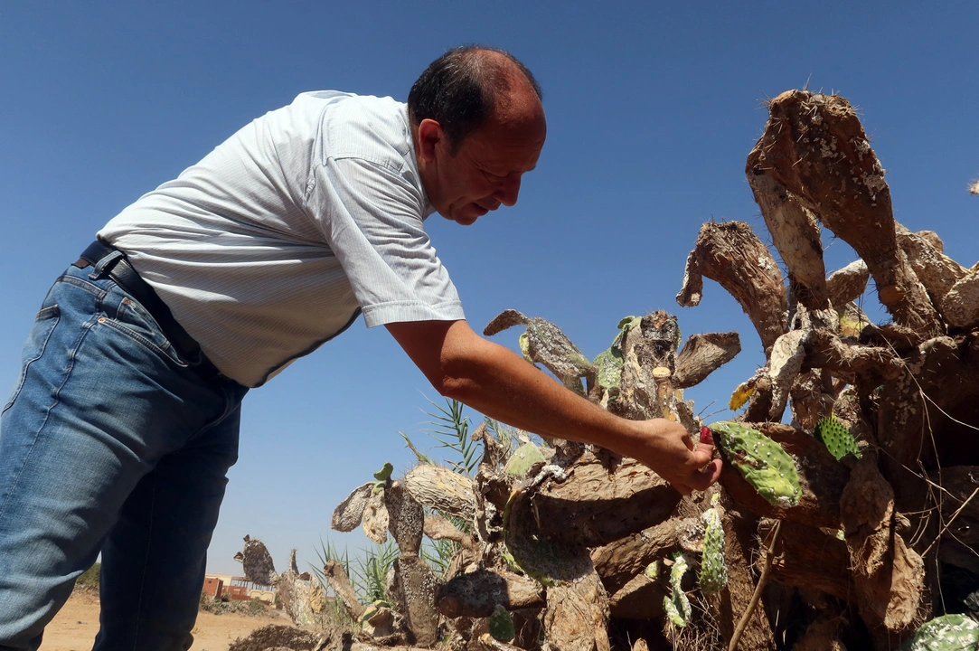 A Tunisian expert in agriculture policies, Faouzi Zayani, inspects a prickly pear plantation infested with cochineal insects, in Sfax, Tunisia  July 19, 2024. REUTERS/Jihed Abidellaoui