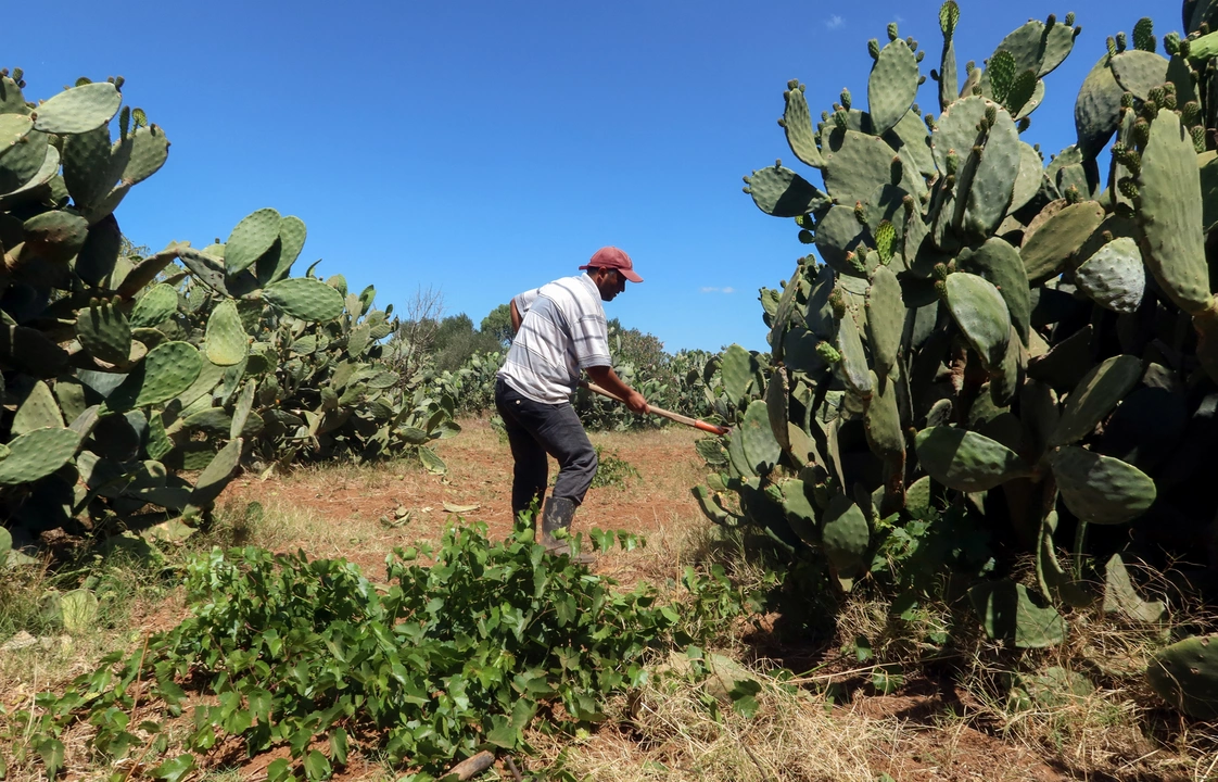 Tunisian farmer, Bassem Sahnoun, works on his prickly pear plantation in Nabeul, Tunisia July 4, 2024. REUTERS/Jihed Abidellaoui