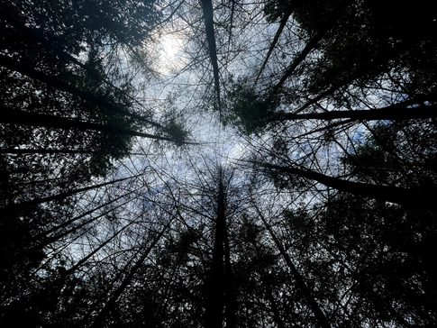 EUROPE-DEFORESTATION-LAW:EU ill-prepared to implement its own deforestation law, says grain trade association